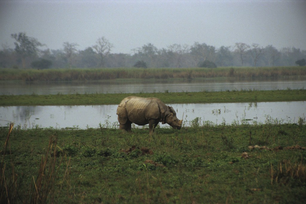 Kaziranga Travel Guide: Plan Your Trip with Confidence — Kaziranga National Park, India travel guide