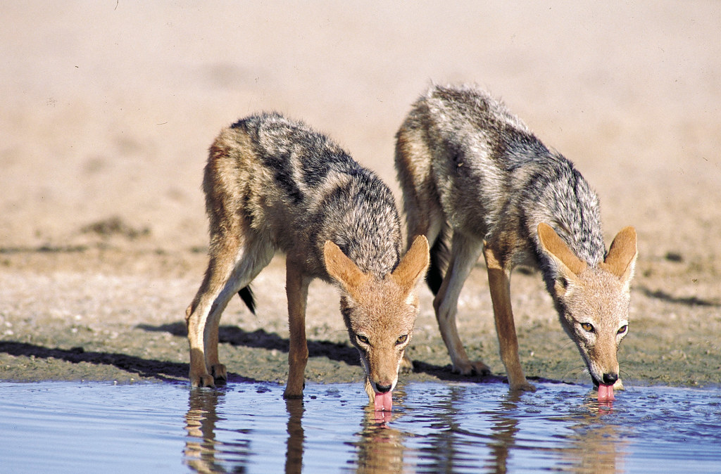 Kgalagadi Frontier Travel Guide: Plan Your Trip with Confidence — Kgalagadi Transfrontier Park, South Africa travel guide