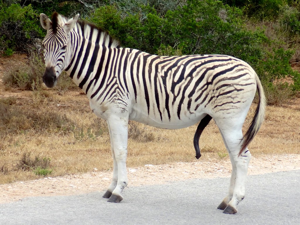 Addo Elephant Park Travel Guide: Plan Your Trip with Confidence — Addo Elephant National Park, South Africa travel guide