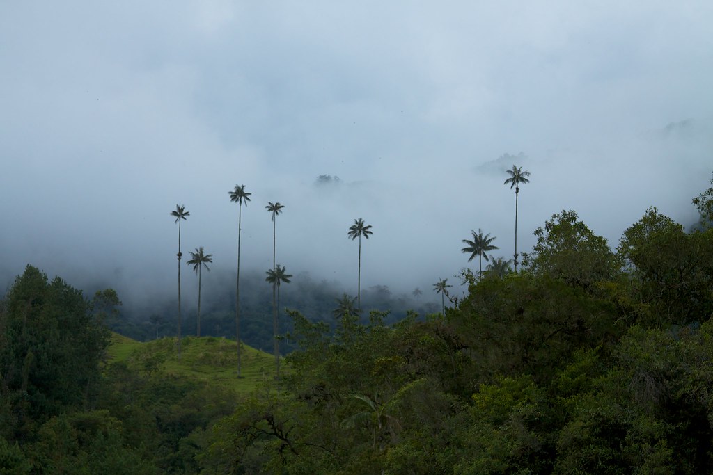 Cocora Valley Travel Guide: Plan Your Trip with Confidence — Cocora Valley, Colombia travel guide