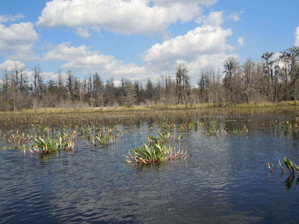 Okefenokee Swamp Travel Guide: Plan Your Trip with Confidence — Okefenokee Swamp, USA travel guide
