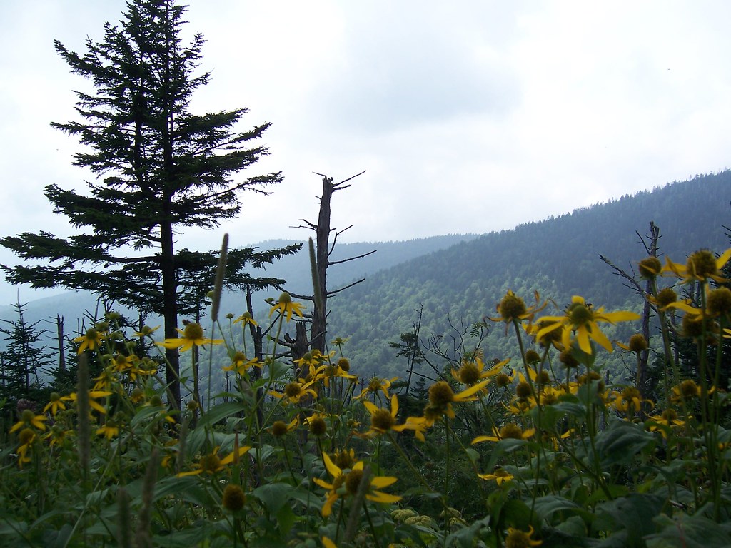 Great Smoky Mountains Travel Guide: Plan Your Trip with Confidence — Great Smoky Mountains National Park, United States travel guide