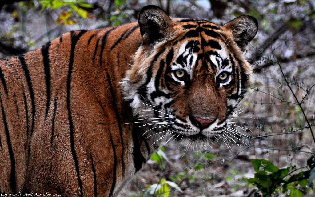 Ranthambore National Park Travel Guide: Plan Your Trip with Confidence — Ranthambore National Park, India travel guide