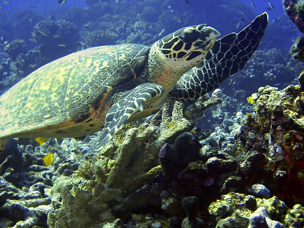 Rangiroa Atoll Travel Guide: Plan Your Trip with Confidence — Rangiroa, French Polynesia travel guide