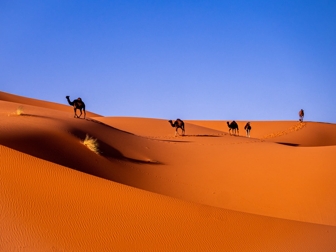 Sahara Desert Travel Guide: Everything You Need to Know — Sahara Desert, Morocco travel guide