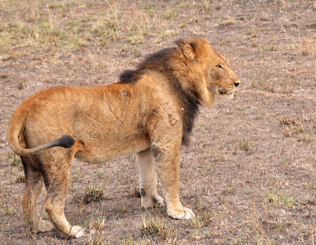 Queen Elizabeth Park Travel Guide: Plan Your Trip with Confidence — Queen Elizabeth National Park, Uganda travel guide