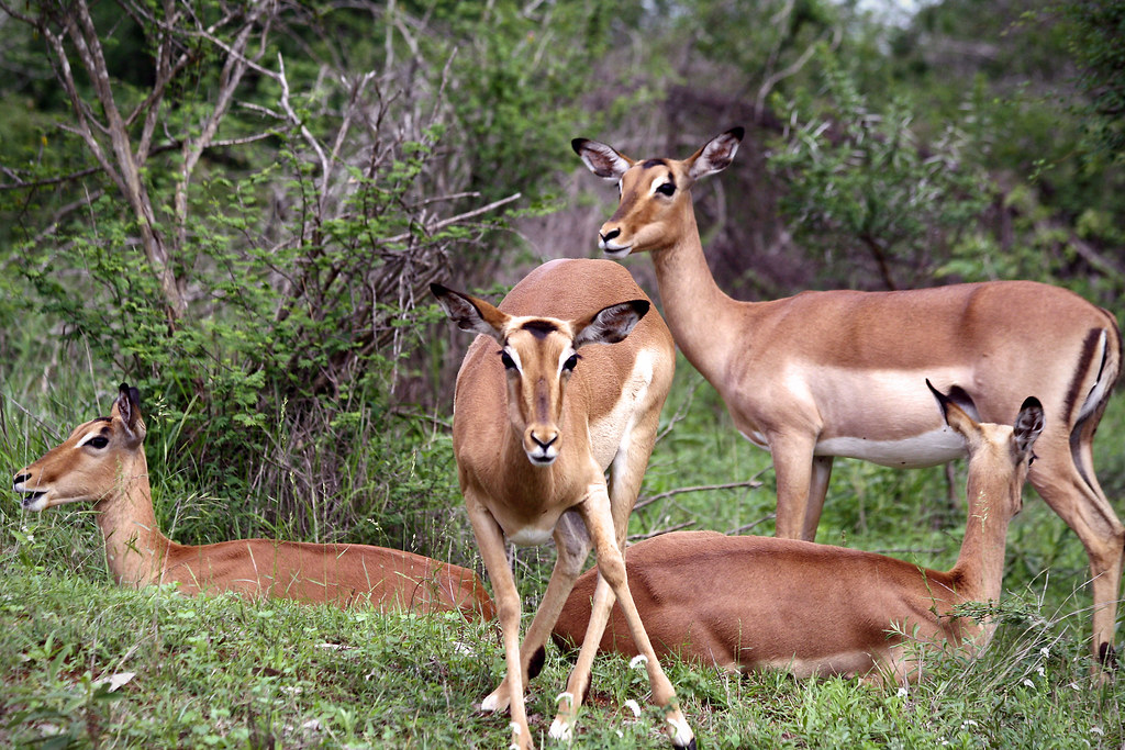 Kruger National Park Travel Guide: Plan Your Trip with Confidence — Kruger National Park, South Africa travel guide
