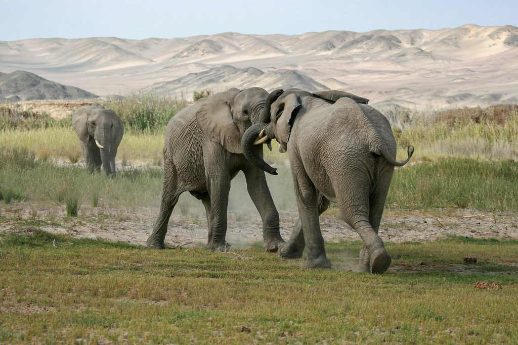 Skeleton Coast Travel Guide: Plan Your Trip with Confidence — Skeleton Coast National Park, Namibia travel guide