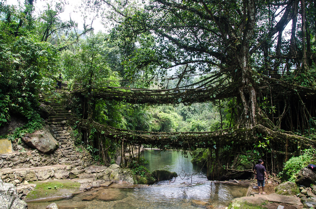 Meghalaya Root Bridges Travel Guide: Plan Your Trip with Confidence — Meghalaya Living Root Bridges, India travel guide