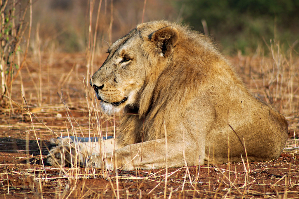 Ruaha National Park Travel Guide: Plan Your Trip with Confidence — Ruaha National Park, Tanzania travel guide