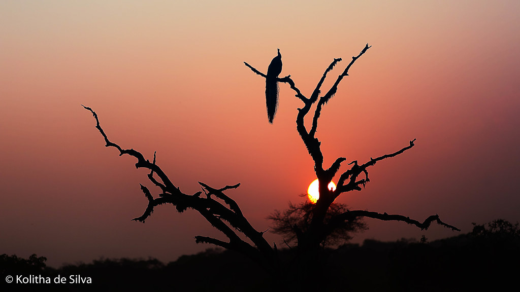 Yala Park Travel Guide: Plan Your Trip with Confidence — Yala National Park, Sri Lanka travel guide