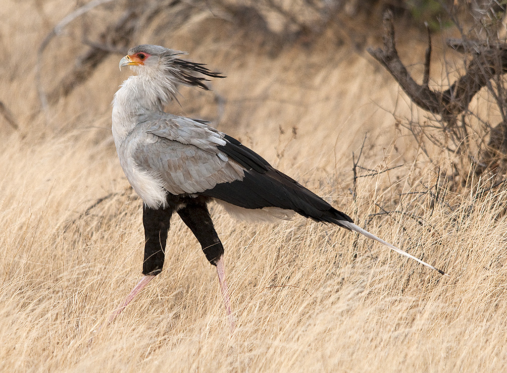Samburu National Reserve Travel Guide: Plan Your Trip with Confidence — Samburu National Reserve, Kenya travel guide