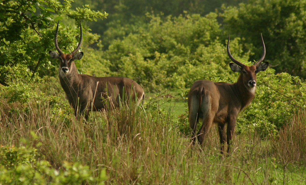Mole National Park Travel Guide: Plan Your Trip with Confidence — Mole National Park, Ghana travel guide
