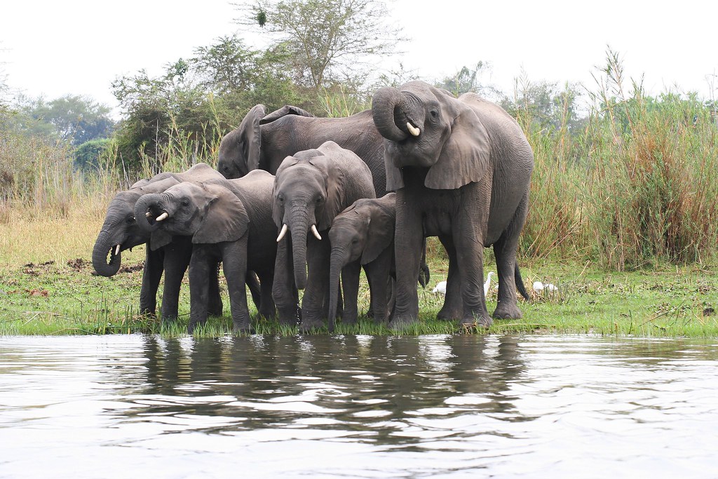Liwonde National Park Travel Guide: Plan Your Trip with Confidence — Liwonde National Park, Malawi travel guide
