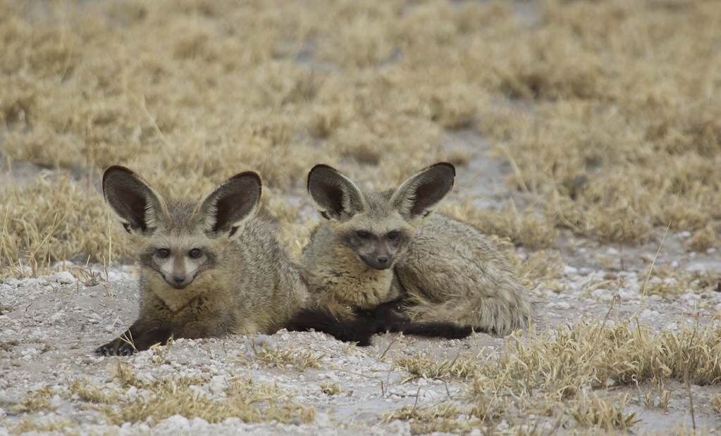 Central Kalahari Travel Guide: Plan Your Trip with Confidence — Central Kalahari Game Reserve, Botswana travel guide