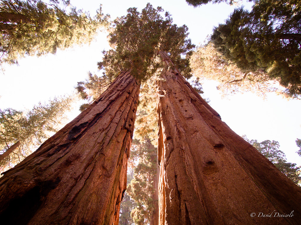 Yosemite National Park Travel Guide: Plan Your Trip with Confidence — Yosemite, USA travel guide