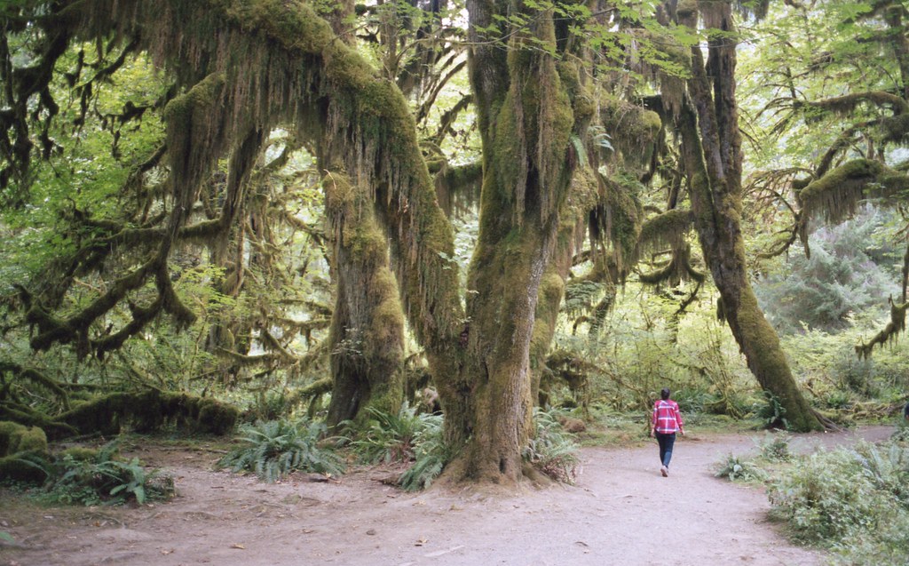 Olympic National Park Travel Guide: Plan Your Trip with Confidence — Olympic National Park, United States travel guide