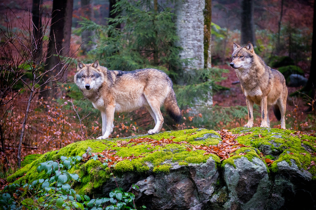Bavarian Forest Travel Guide: Plan Your Trip with Confidence — Bavarian Forest National Park, Germany travel guide
