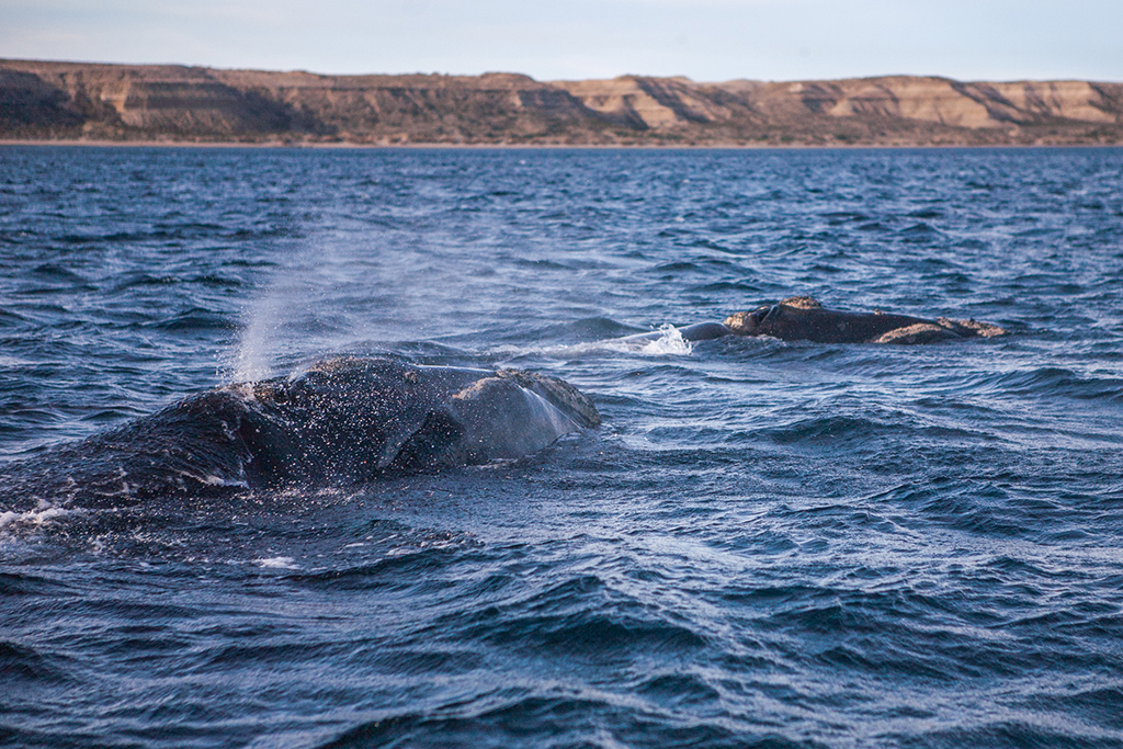 Valdes Peninsula Travel Guide: Plan Your Trip with Confidence — Valdes Peninsula, Argentina travel guide